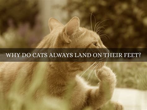 Why Can I Not Print from My Phone: And Why Do Cats Always Land on Their Feet?